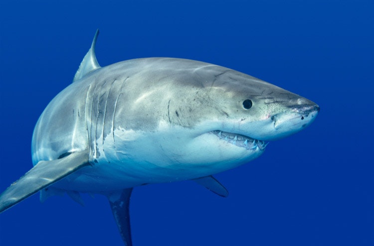 The shark (or any other marine animal) does not consider humans as natural prey