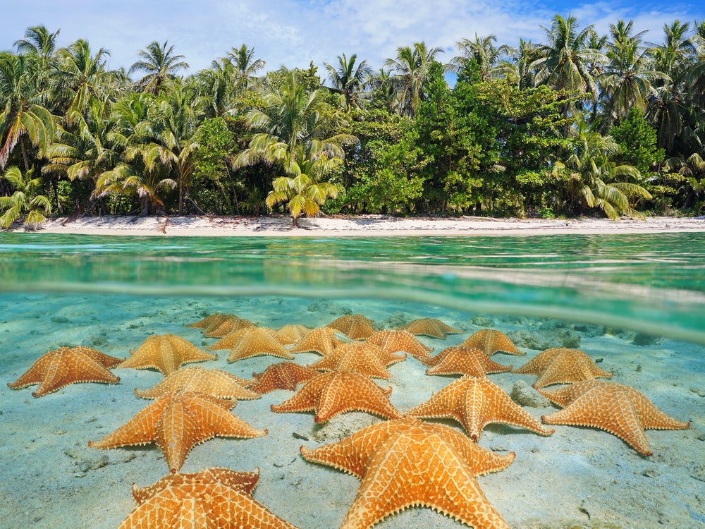 Seesterne im Meerwasser bei Bocas del Toro, Panama