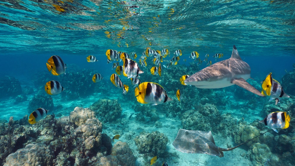 Köpekbalığı ve su altında ışınlı renkli tropikal balık okulu, Pasifik Okyanusu, Fransız Polinezyası
