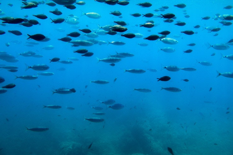 The black damselfish swim in larger shoals