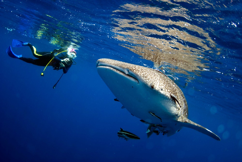 Balina köpekbalığı ile dalgıç