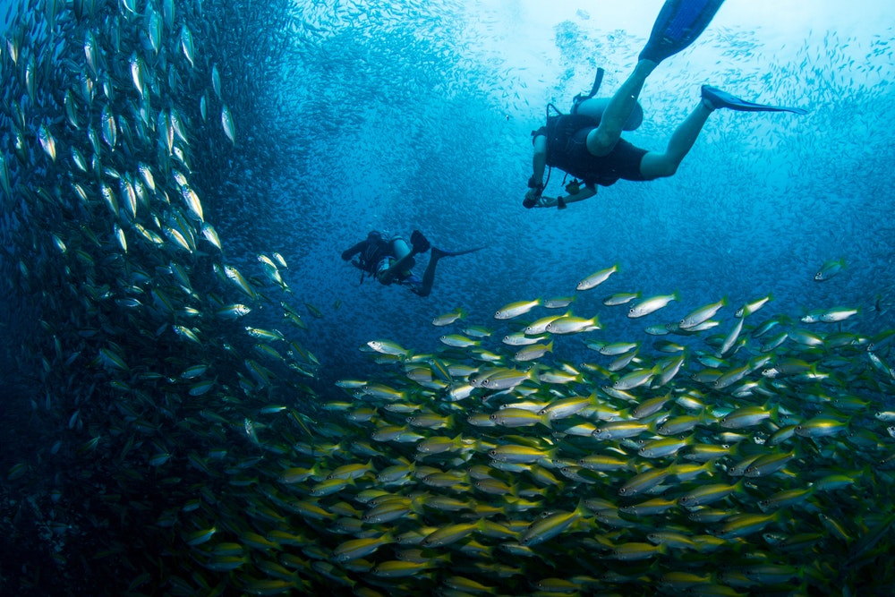 Dalgıçlar, Tayland Körfezi'ndeki Koh Tao adası yakınlarındaki bir kriko ve balığı sürüsünden yüzerek geçiyor.