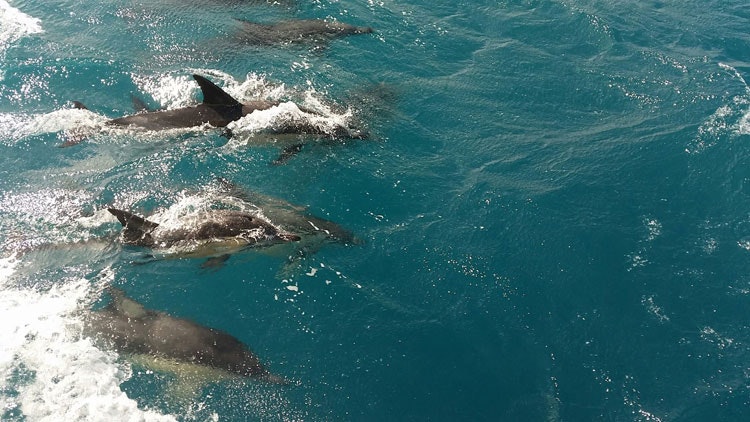 Τα δελφίνια στο ταξίδι σε όλο τον κόσμο με το Altego l