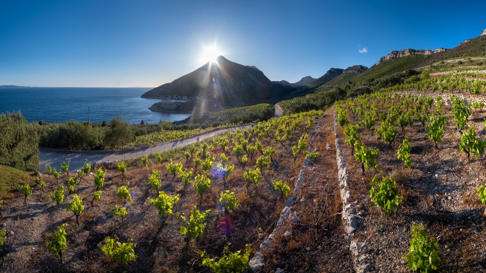 Vynuogynai su Plavac mali vynuogėmis. Peljeso pakrantė, Kroatija.
