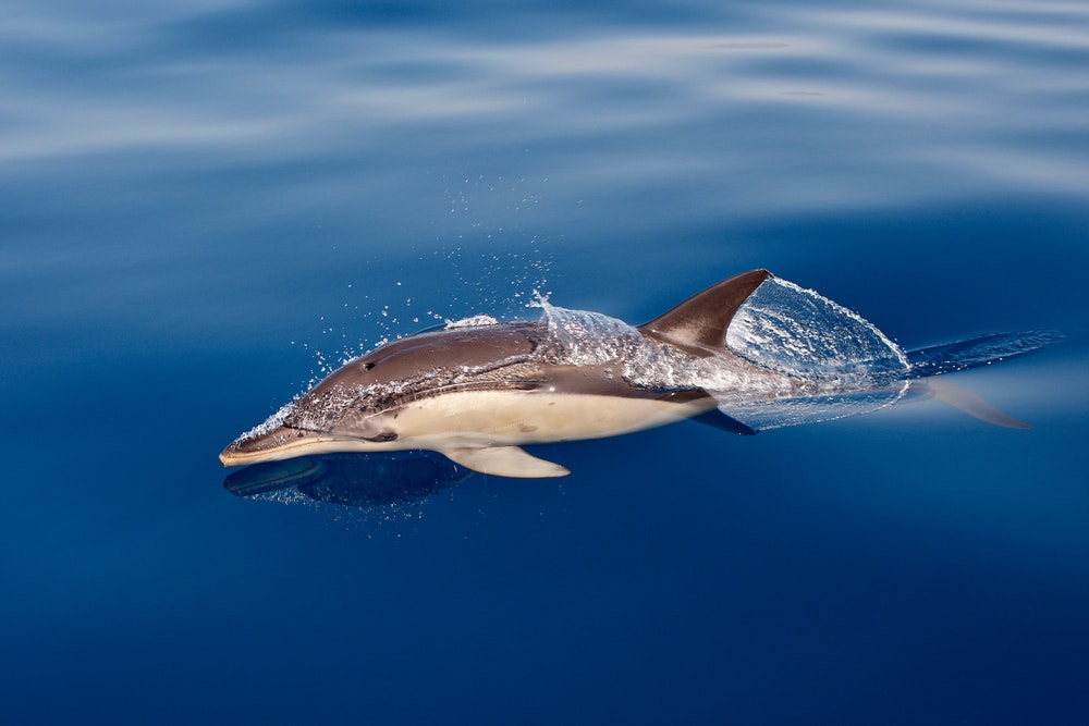 Paprastasis delfinas arba mažasis delfinas 
