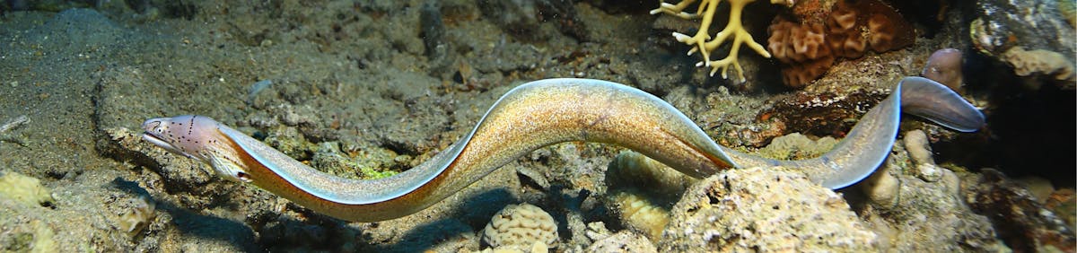 8-dangerous-sea-creatures-around-greece