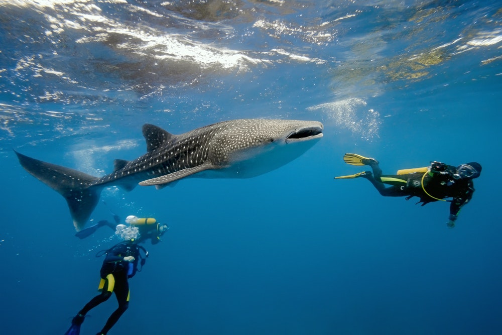 A whale shark and two divers