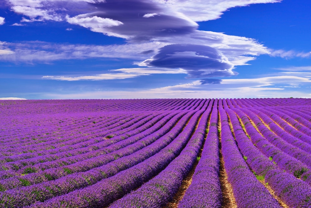 Clouds predicting gusty winds over a lavender field in France.