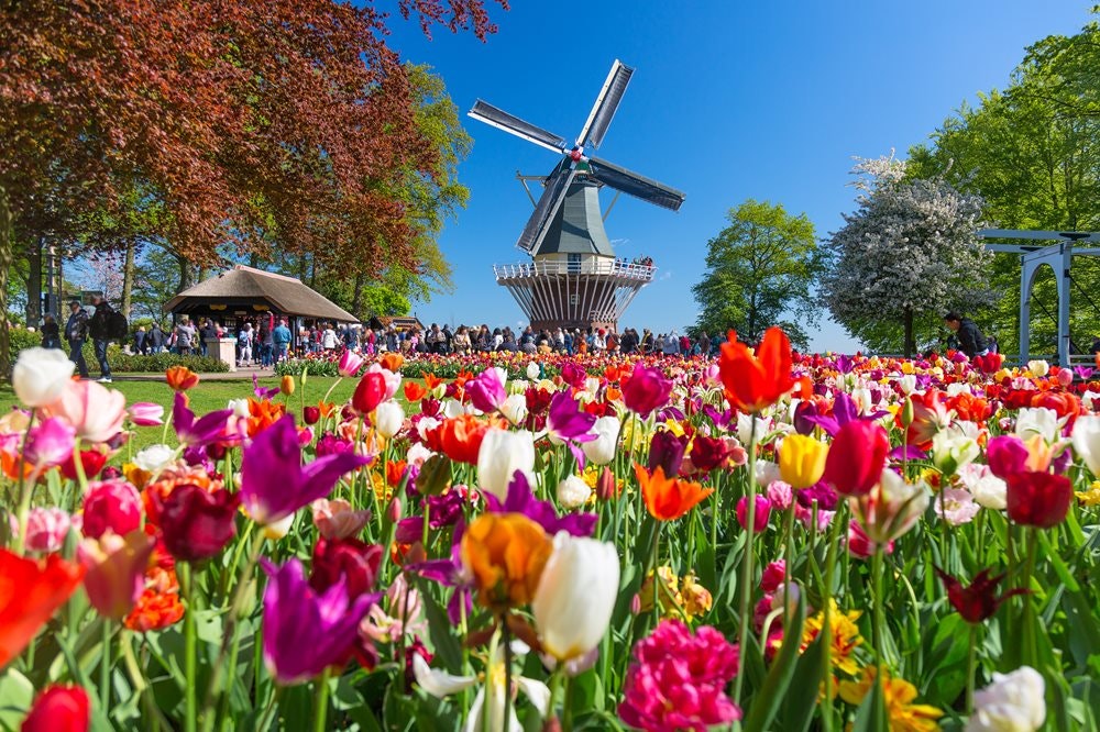 Typický holandský mlýn a tulipány