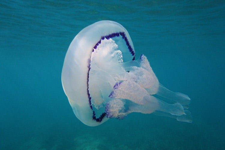 Barrel Jellyfish (rhizostoma pulmo) 