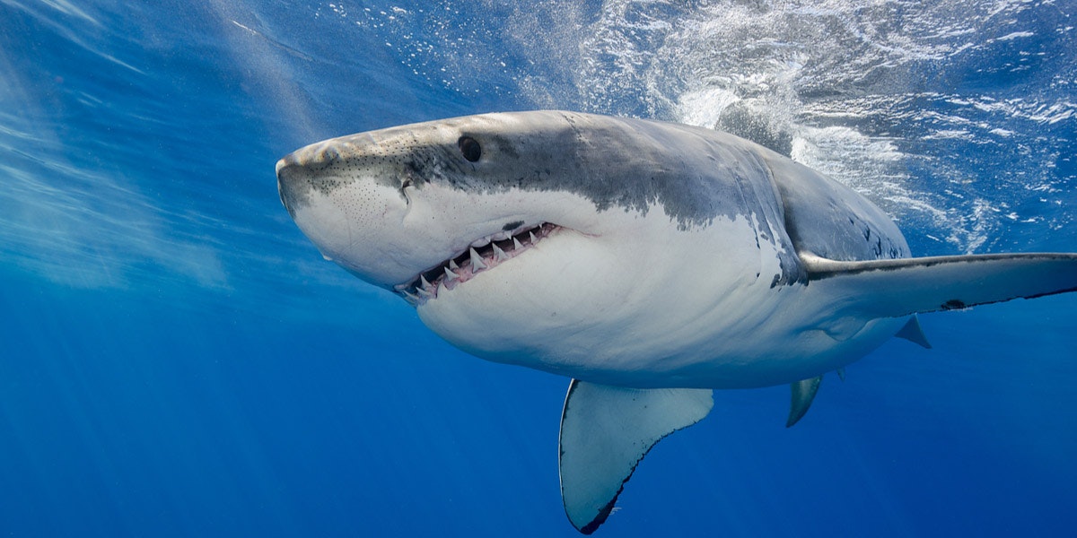 The shark brain is capable of processing large amounts of information and learning
