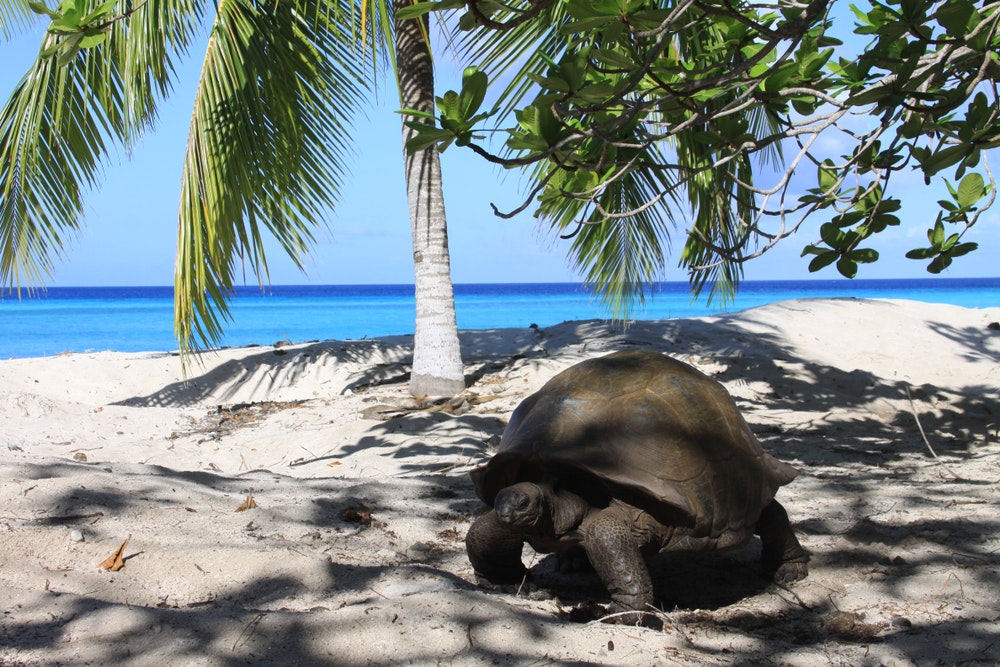 Aldabra-atollen, Seychellene