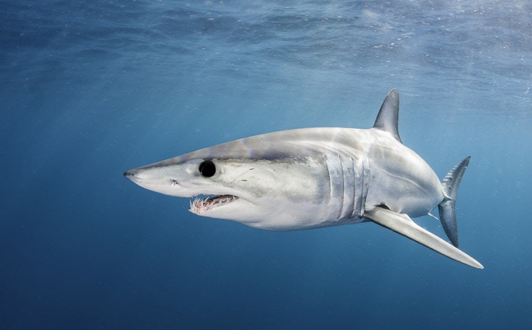 The mako shark can accelerate up to 86 km/h