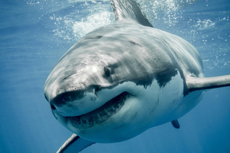 Köpekbalığı çok meraklıysa YÜZ - KILAVUZ - İT - HAREKET kuralını bilmekte fayda var.