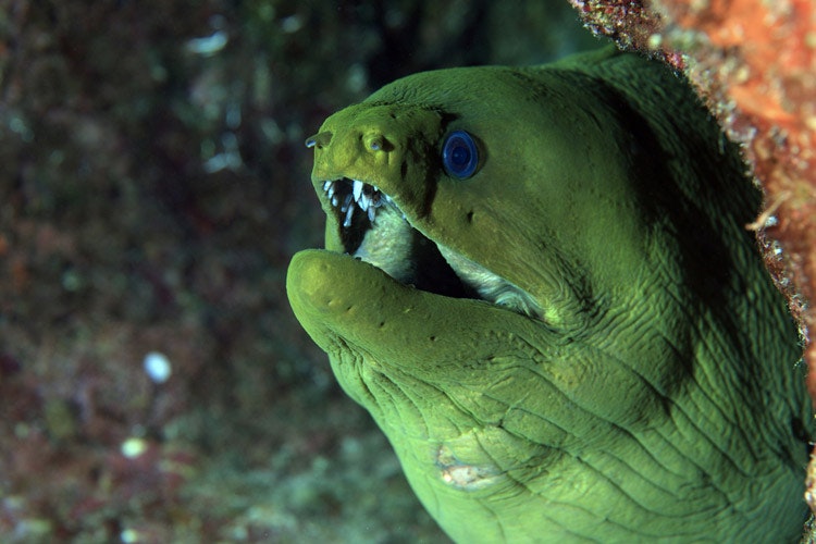 Green moray can reach up to 2 metres