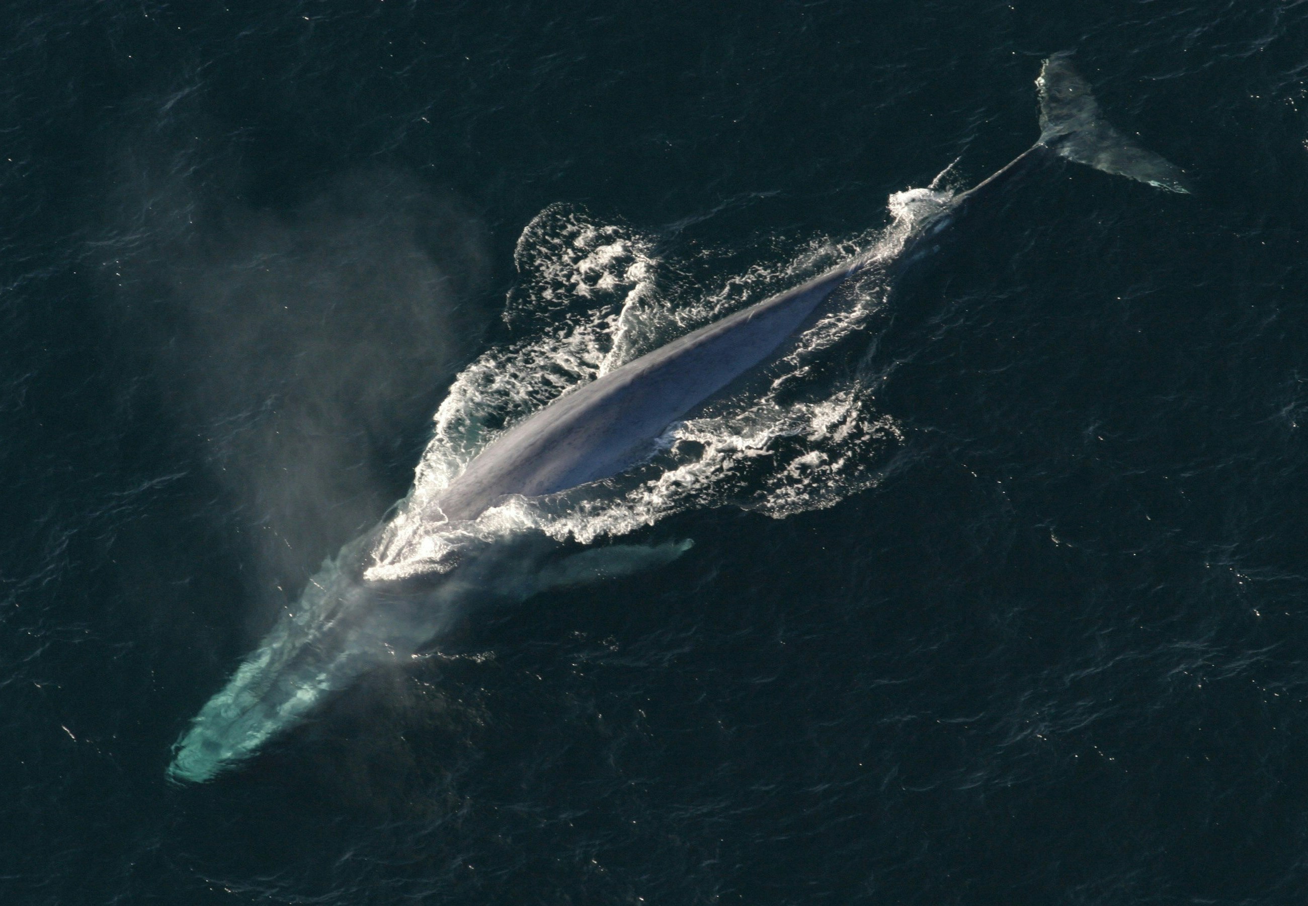 En gigantisk hval. NOAA Photo Library - CC, gratis arbeid
