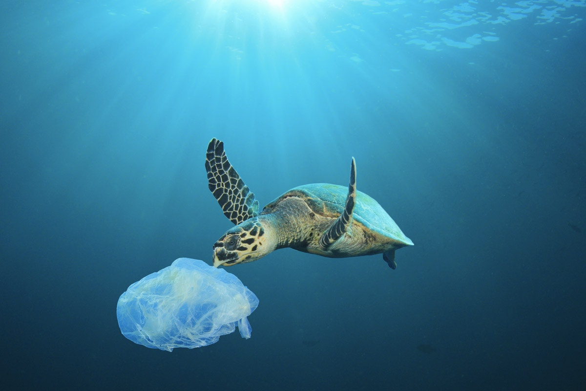 Plastik okyanusunda yelken açmak: denizlerdeki plastik atıklarla ilgili gerçekler