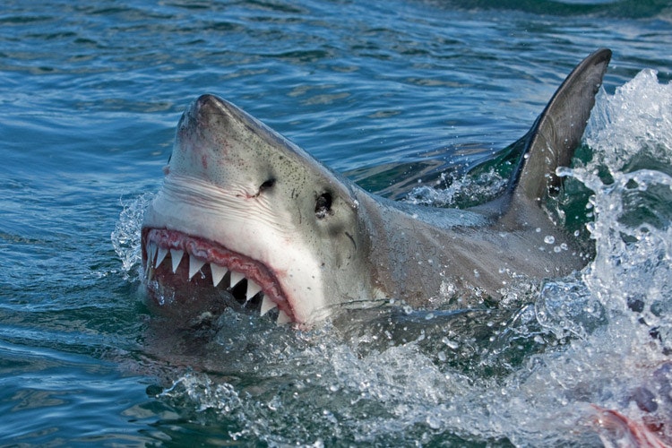 Žralok při útoku zvedá rypec