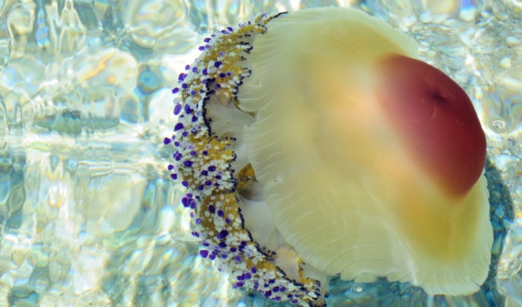 Mediterranean Jellyfish (Cotylorhiza tuberculata) 
