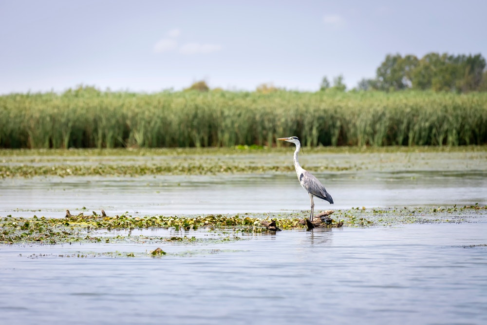 Lake Tisza and a watching heron