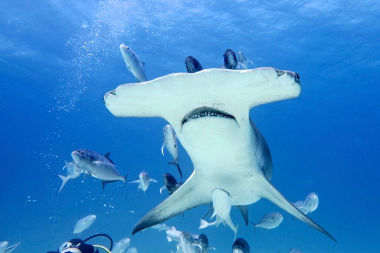 Σφυροκέφαλος καρχαρίας