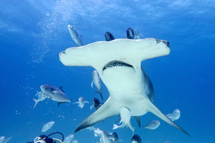 Le combat entre un requin-marteau et une raie est-il vraiment inégal ?