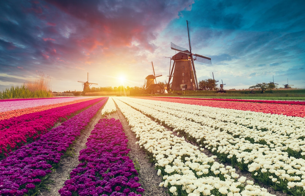 Sunset over a tulip field with windmills in the background.