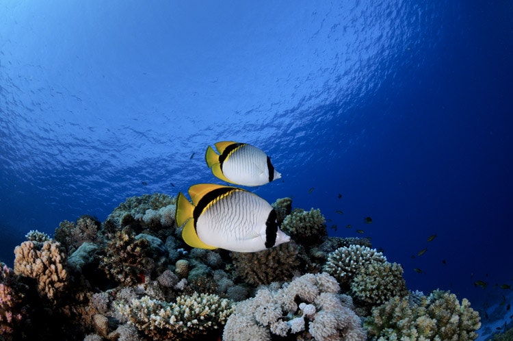 Drugelis ant koralinio rifo