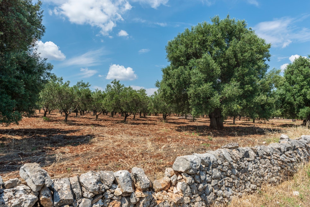 Olive grove in Croatia.