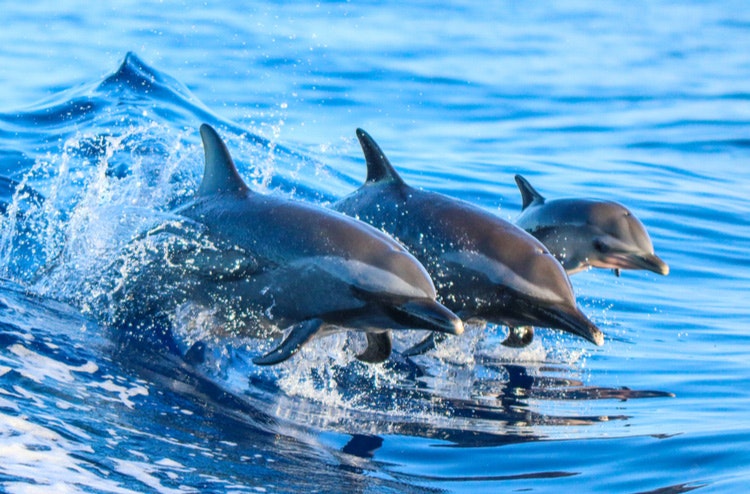 Při plavbě můžete potkat i opravdové delfíny