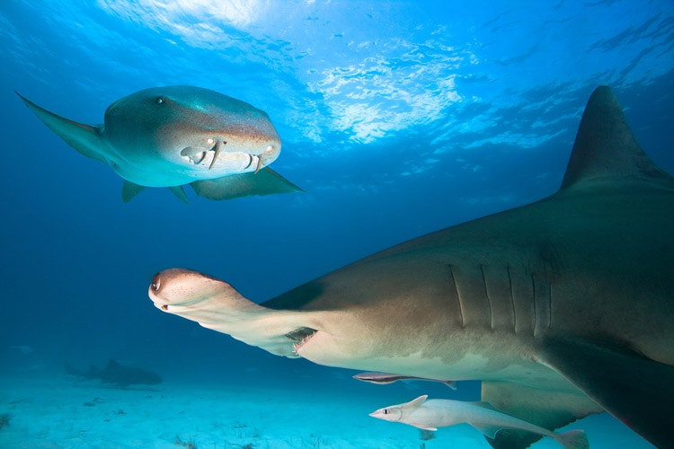 Zajímavý žralok vouskatý s kladivounem