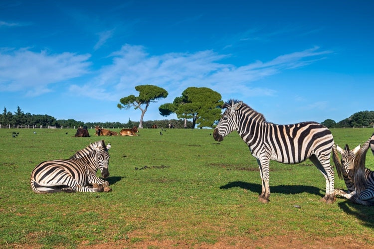 Safari park in Brijuni National Park