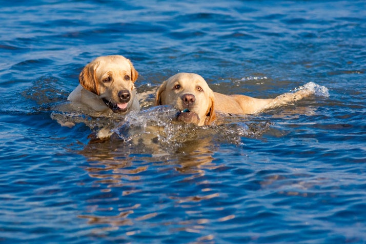 Some breeds love water and enjoy the sea during the voyage