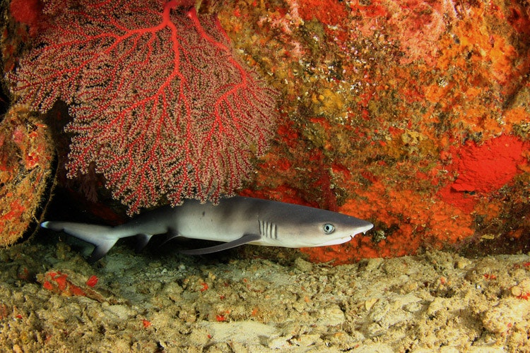 The lagoon shark (also reef shark or whitetip shark) measures only about 1.5 m