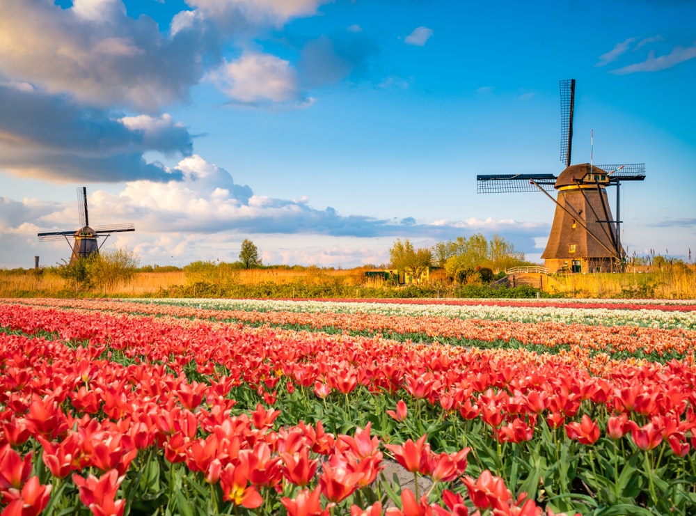 Tulpės Nyderlanduose