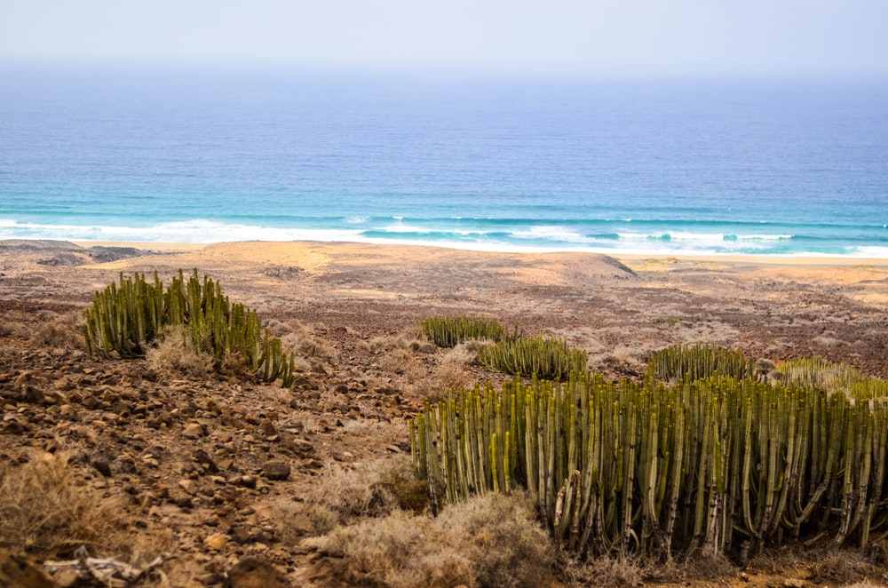 Yabani kaktüsler ve deniz manzarası. Cofete, Fuertaventura, Kanarya Adaları, İspanya