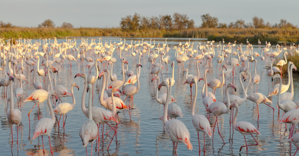Flamingos in Camargue 