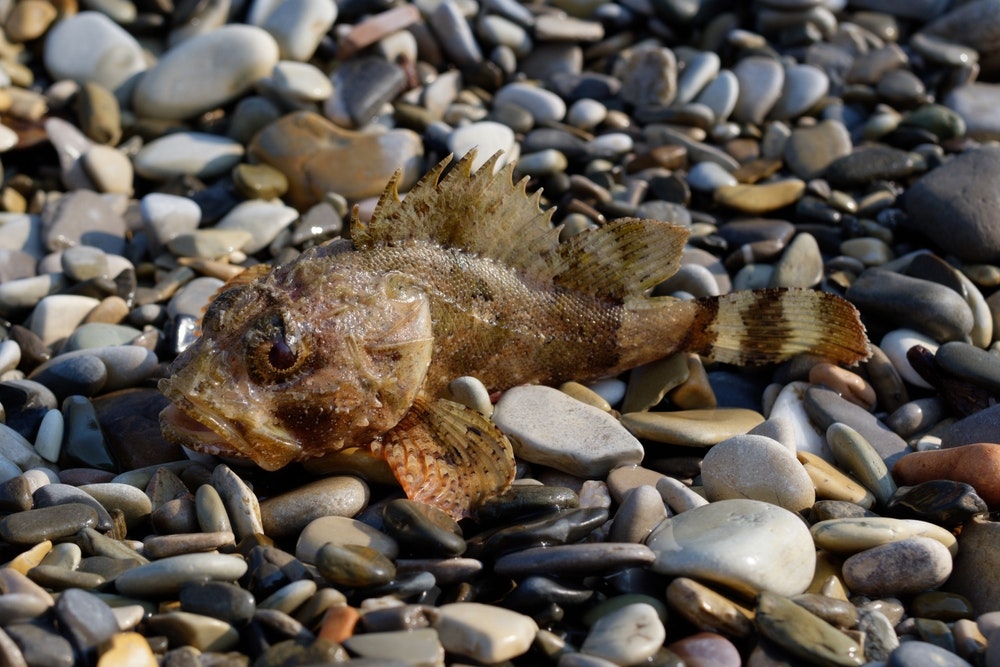 Nuodinga jūrinė žuvis – Scorpaena porcus