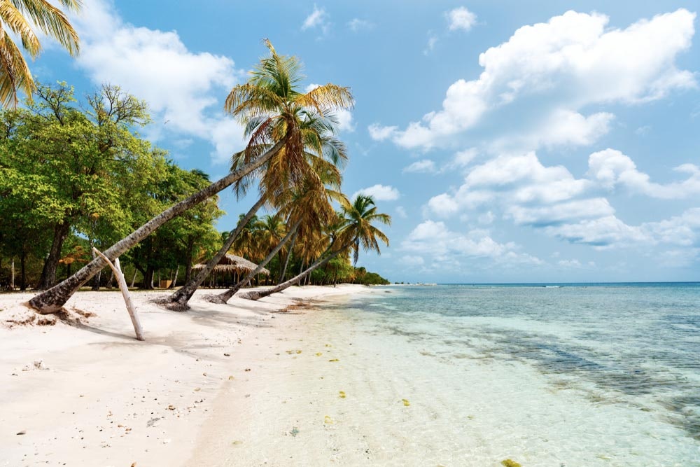 Karibská pláž s bílým pískem a palmami na ostrově Mustique