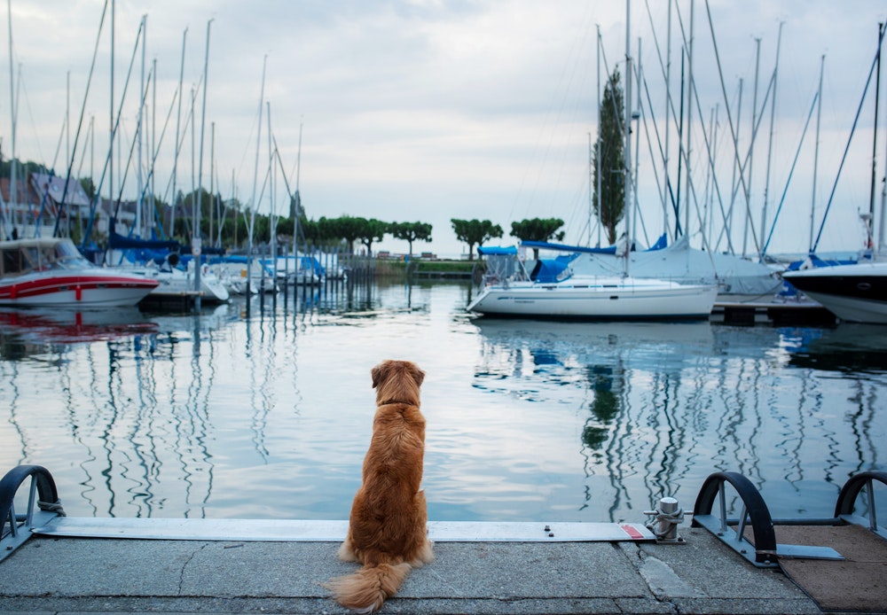 Ein Hund auf dem Steg eines Jachthafens, der auf die angedockten Boote hinunterschaut
