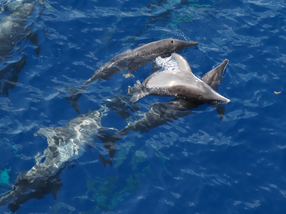 Rutennet delfin