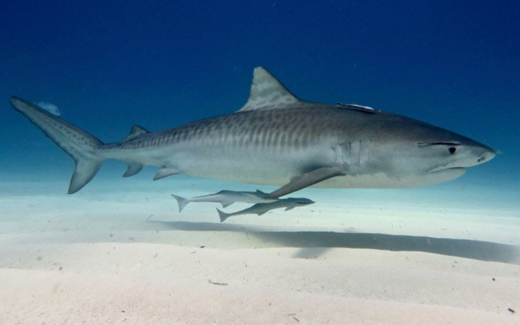 The tiger shark is one of the more aggressive species