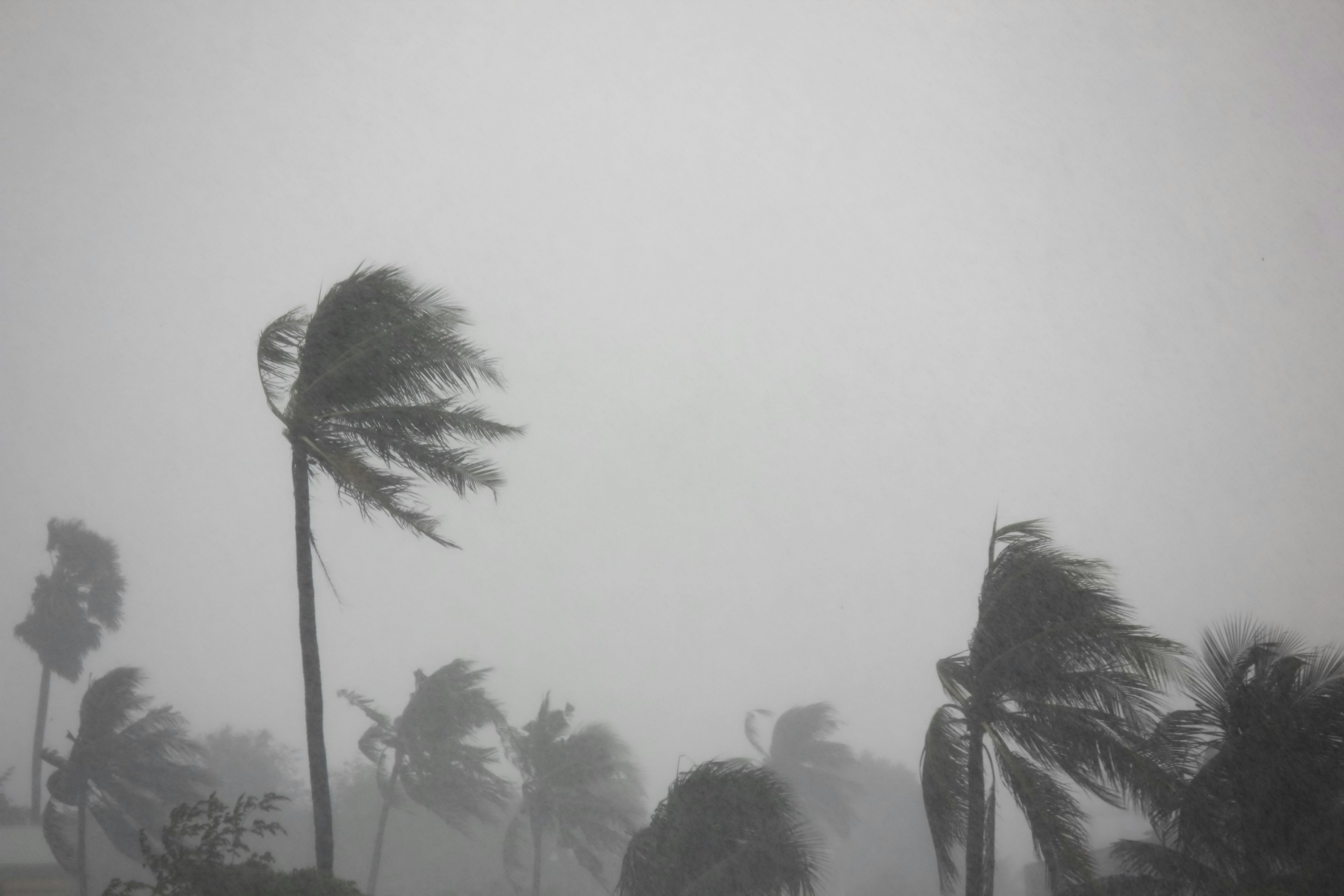 Palm trees bent in the strong winds and storm of an incoming tornado