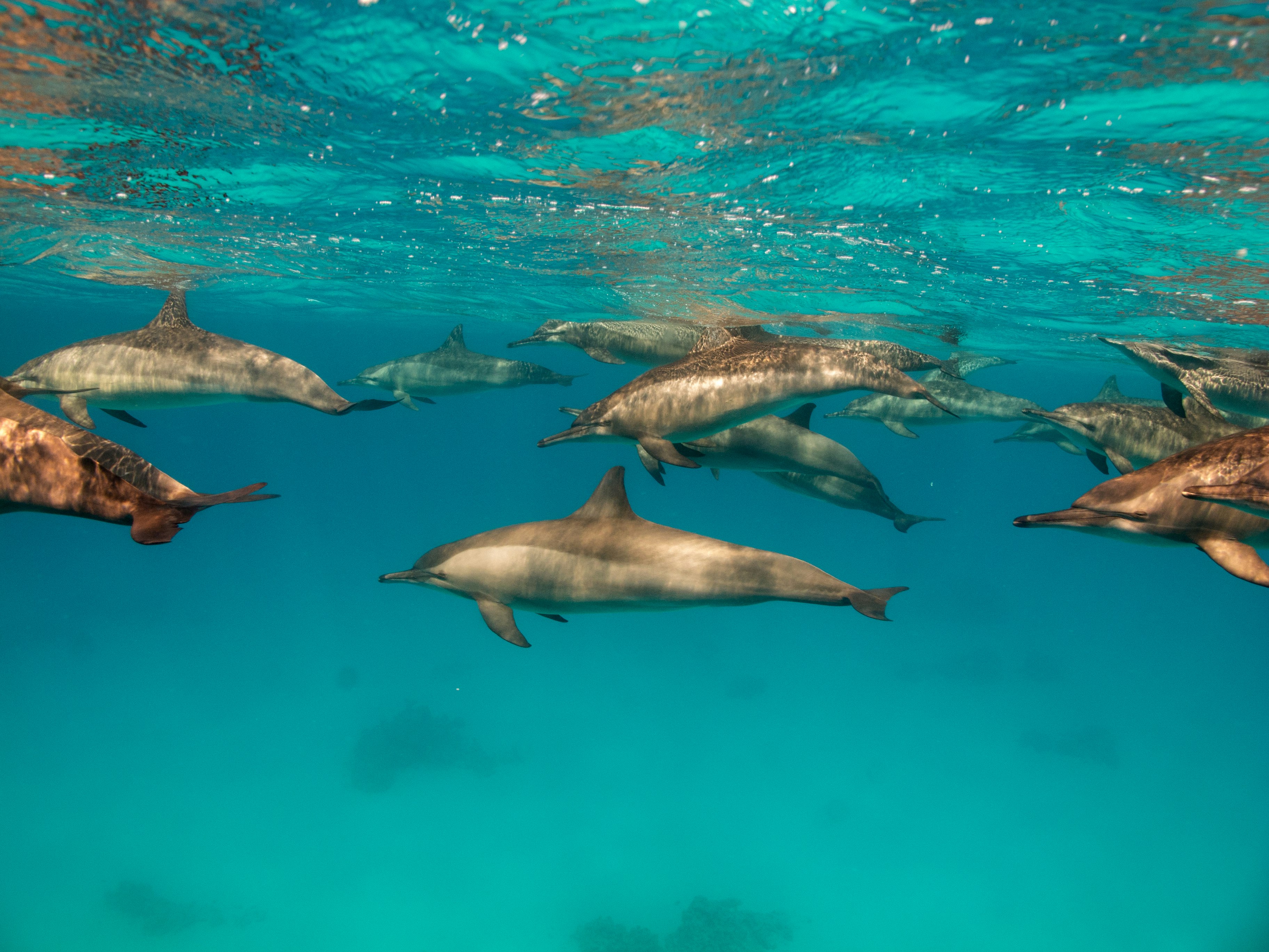Delfinų grupė