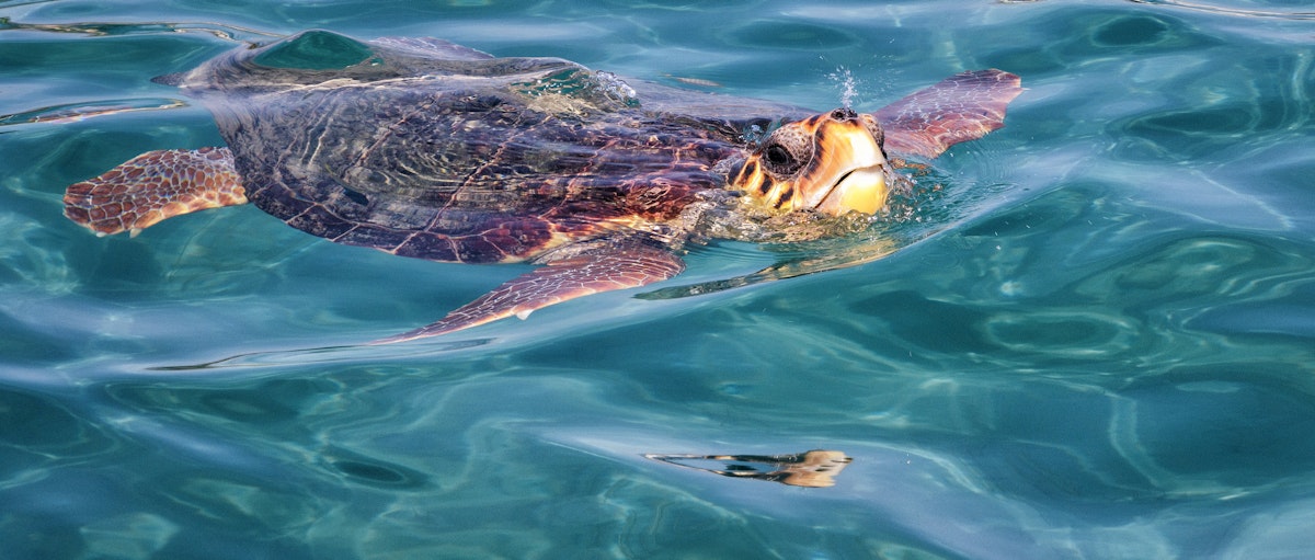 Uvanlig hendelse: Turtlebitende turister på øya Čiovo i Kroatia