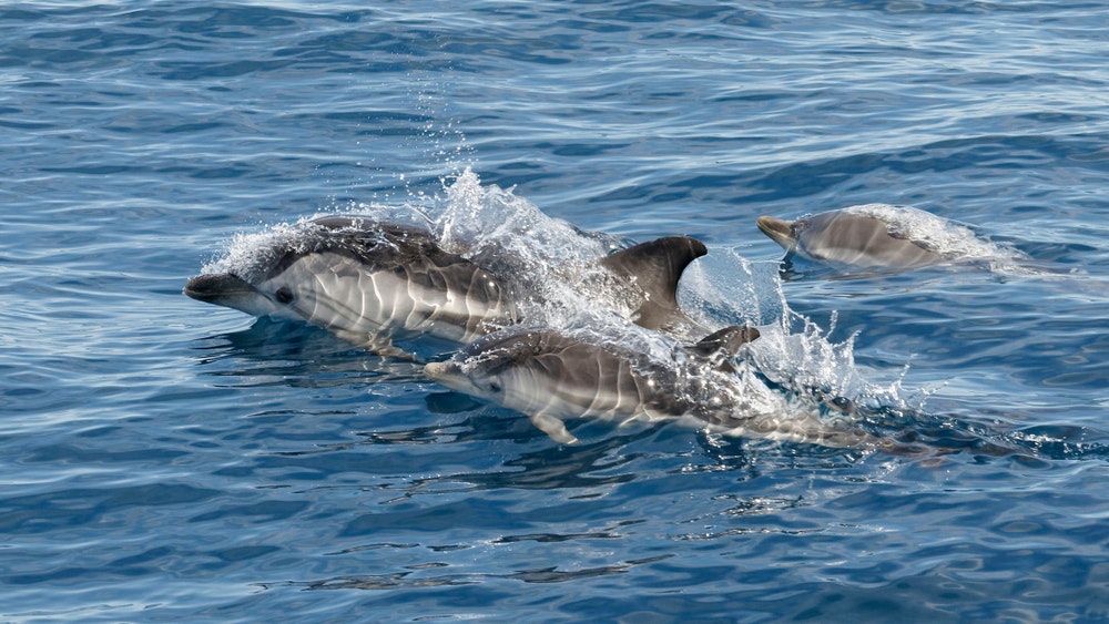 Dryžuotasis delfinas