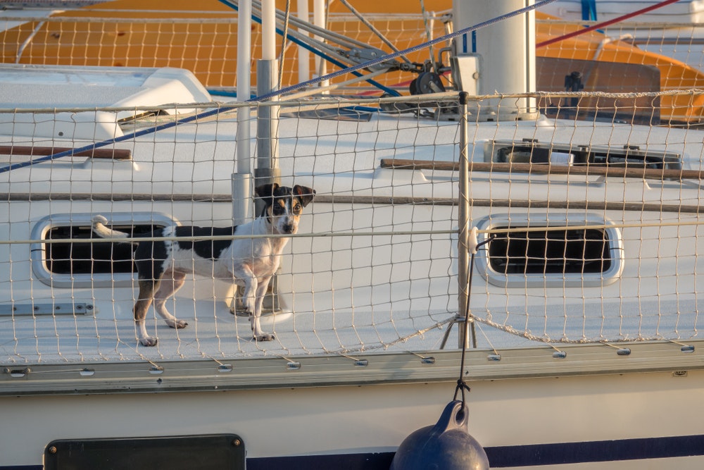 Safety net na lodi, za kterymi je pes, slouzi bezpecnosti nejen deti i psu