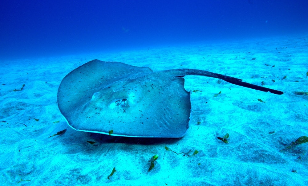 Common stingray on sandy seabed.