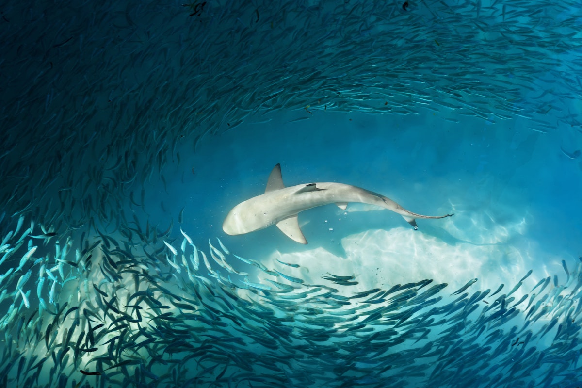 Rekiny W Morzu Śródziemnym