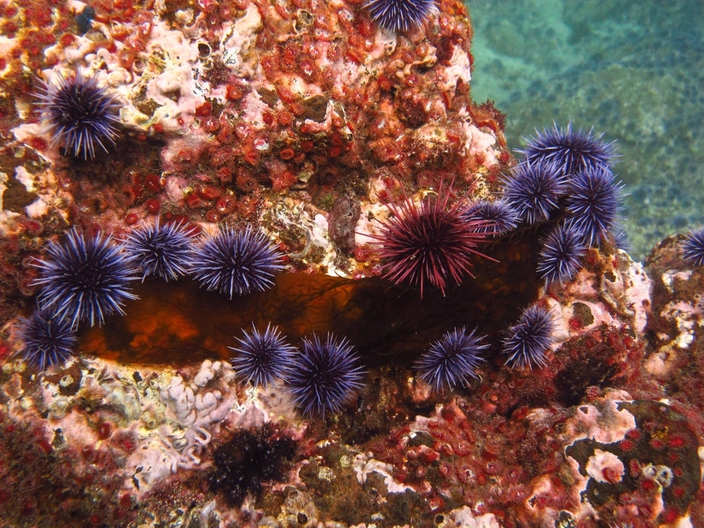 Purple and red sea urchins eat a piece of seaweed.